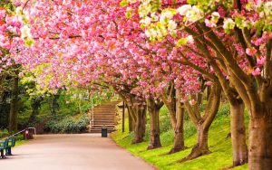 طبیعت زیبای بهار
